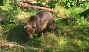 Bjørn observert i Namsskogan!